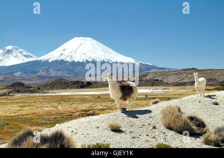 Alpakas im vorderen Vulkan Stockfoto