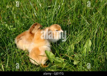 Frisch geschlüpft Stockfoto