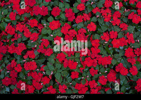 Impatiens Walleriana viele rote Blumen Blume Bett Sultanii busy Lizzie Balsam, Sultana, impatiens Stockfoto