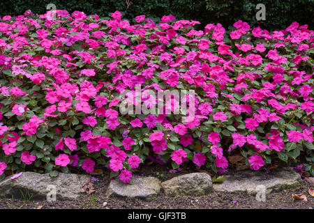 Impatiens Walleriana viele lila rosa Blumen Blume Bett Sultanii busy Lizzie Balsam, Sultana, impatiens Stockfoto