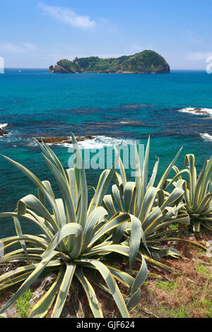 Küstenvegetation mit Inselchen im Hintergrund an einem sonnigen Tag. Süd Küste von Sao Miguel Island, Azoren, Portugal. Stockfoto