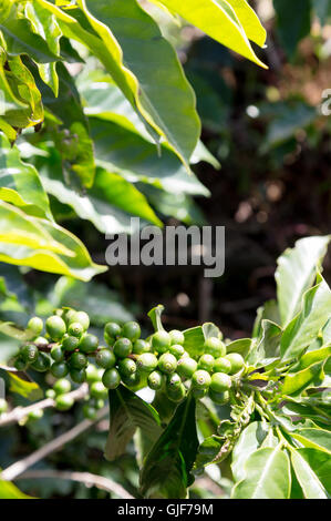 Kaffeebohnen wachsen in einer Kaffee-Plantage, Poas, Costa Rica, Mittelamerika Stockfoto