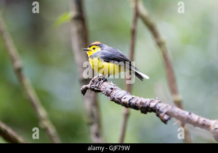 Halsband Gartenrotschwänze (Myioborus Manlius) oder Halsband Whitestart, Costa Rica, Mittelamerika Stockfoto