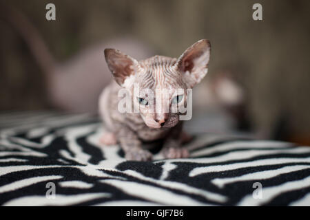 Sphynx Kätzchen Stockfoto