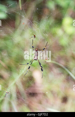 Golden Orb Spinnen - große weibliche und kleinere Männchen in einem Web, den Regenwald, Monteverde, Costa Rica, Mittelamerika Stockfoto