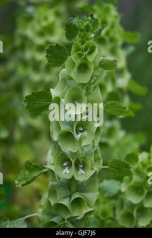 Moluccella Laevis Glocken Irlands Molukken Balmis Shellflower Shell Blume Stockfoto