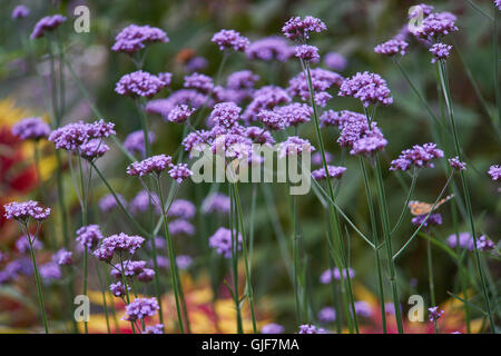 Verbena Bonariensis Purpletop Clustertop argentinisches Eisenkraut Blumen blühen Stockfoto