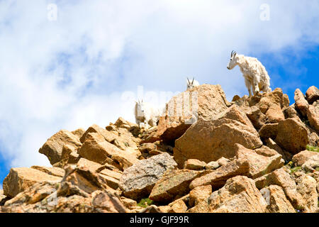 Bergziegen auf Mount Massive Colorado Stockfoto