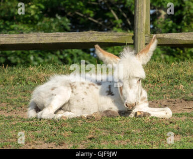 Spotted Miniatur Esel Fohlen im Grass liegen. Stockfoto