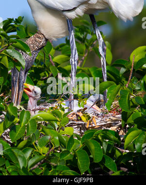 Nach der Fütterung und Geschwister über satt floppte, sieht der kleinsten Holz Storch es nicht sich satt bekommen. Stockfoto