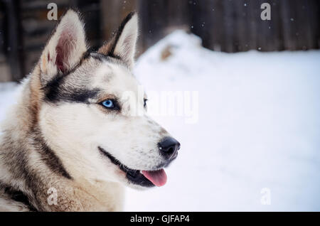 Graue Siberian Husky Frauenporträt, blaues Auge, winter Stockfoto