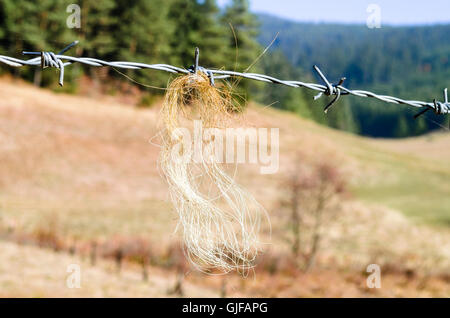 Rosshaar auf Stacheldrahtzaun Stockfoto