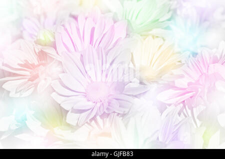 Geschlossen-Up Spray Art von Chrysantheme (Dendranthemum Grandifflora) in Pastell-Ton. Stockfoto