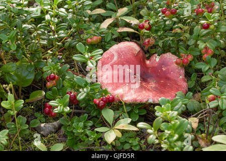 ubling der Cranberries, wächst der Pilz mit einem roten Hut unter den Beeren Stockfoto