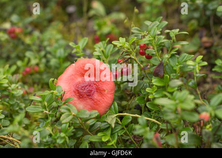 ubling der Cranberries, wächst der Pilz mit einem roten Hut unter den Beeren Stockfoto