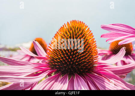 Makro-Bild einer Blüte rosa echinacea Stockfoto