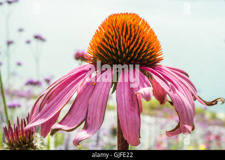 Nahaufnahme des einzigen Echinacea rosa Blüte Stockfoto