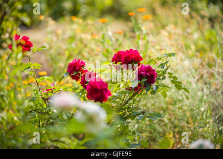 Rosen in der Natur, Nahaufnahme Stockfoto