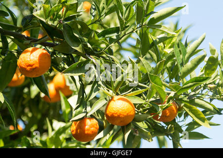 Reife Mandarinen auf dem Baum Stockfoto