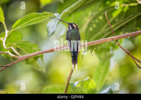 Einen männlichen weißen Schnurrbärtiger Einsiedler Kolibri ruht auf einem Ast im Regenwald in der Nähe von Milpe, Ecuador. Stockfoto