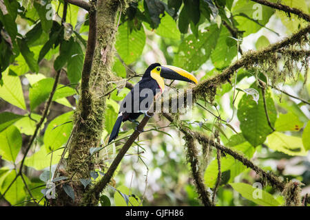 Ein Choco-Tukan in der Choco endemischen Region von Ecuador. Stockfoto