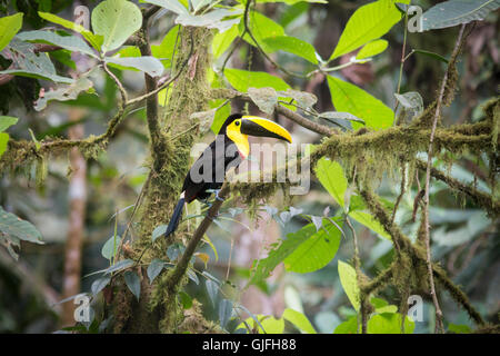 Ein Choco-Tukan in der Choco endemischen Region von Ecuador. Stockfoto