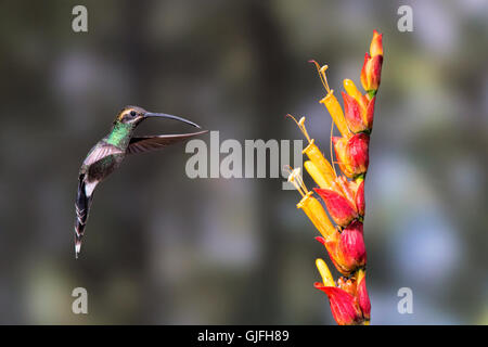 Ein White-Schnurrbärtiger Einsiedler Kolibri Fütterung in der Nähe von Milpe, Ecuador Stockfoto