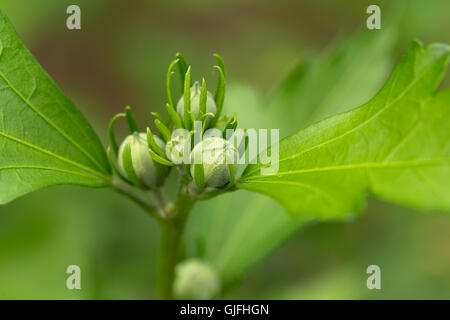 Chinesischen Hibiskus roten Blütenknospe Closeup (Hibiscus Rosa-Sinensis) Stockfoto