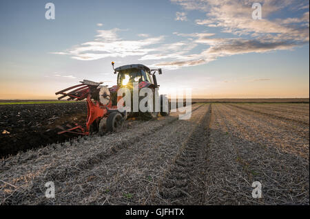 Roter Traktor Pflügen im Herbst Stockfoto