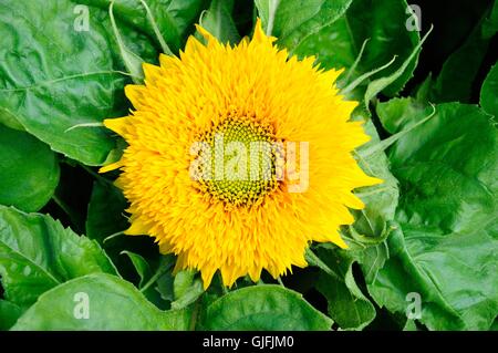 Helianthus Annus Teddybär Sonnenblume Stockfoto