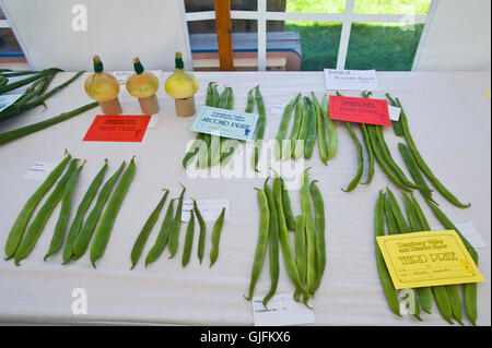 Prämierten Bohnen & Zwiebeln im Festzelt am Llanthony Show produzieren in der Nähe von Abergavenny Monmouthshire South Wales UK Stockfoto