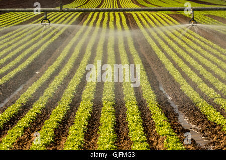 Moderne Landwirtschaft mit Sprinkler über Salat Feld Stockfoto