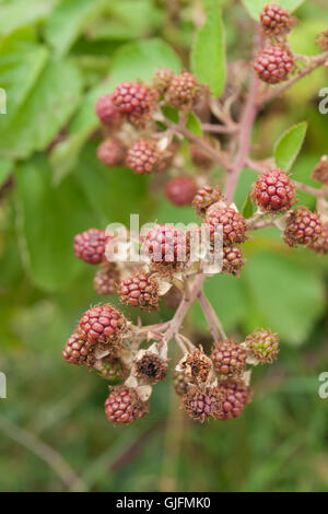 Reife wilde Brombeeren in eine Hecke Stockfoto