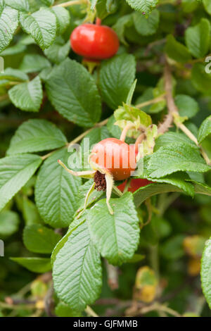 Hagebutten der Rosa Rugosa auch bekannt als Strand oder japanische Rose Stockfoto