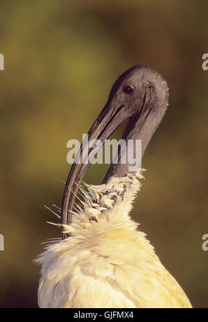Australian White Ibis oder Sacred Ibis, Threskiornis molucca, Prägefedern Stockfoto