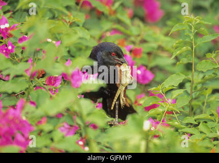 Mehr erholsam, Centropus Sinensis, bringen Eidechse Beute, Schachteln, Rajasthan, Indien Stockfoto