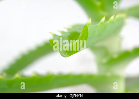 Aloe Blatt mit Tropfen, isoliert auf weiss Stockfoto