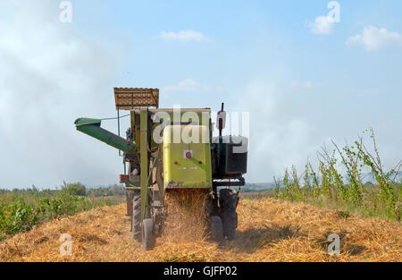 Mähdrescher auf einem Feld Hafer arbeiten Stockfoto