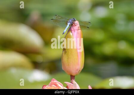 Libelle auf einer Seerose Stockfoto