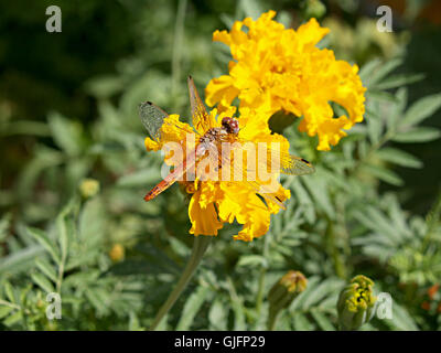 Drachen fliegen auf gelbe Ringelblume Stockfoto