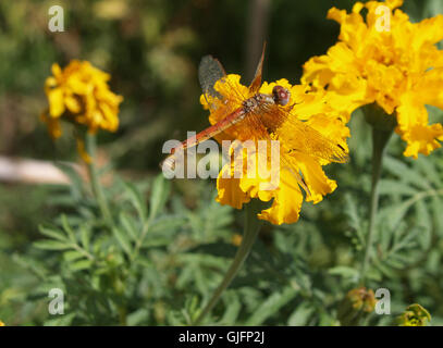 Drachen fliegen auf gelbe Ringelblume Stockfoto