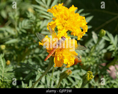 Drachen fliegen auf gelbe Ringelblume Stockfoto