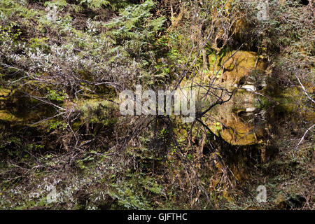 Der Spiegel wie Teich in Mendenhall Gletscher Park (Juneau, Alaska). Stockfoto