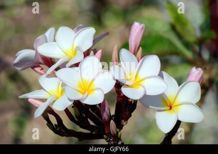 Weiße und gelbe Plumeria spp. (Frangipani Blumen, Frangipani, Pagode Baum oder das Temple Tree) mit Bokeh Hintergrund. Stockfoto