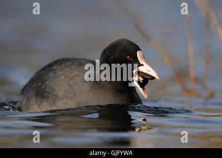 Schwimmen schwarze Wasserhuhn / eurasischen Coot / Blaessralle (Fulica Atra) Zebramuscheln im Schnabel trägt. Stockfoto