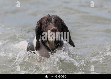 Ein English Springer Spaniel im Meer bei Hengistbury Head, Dorset, England, Vereinigtes Königreich. Stockfoto