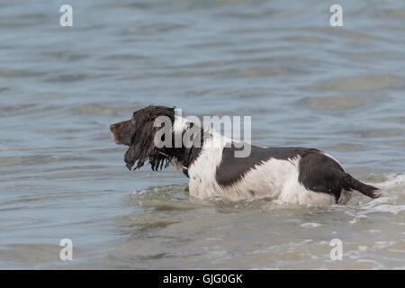 Ein English Springer Spaniel im Meer bei Hengistbury Head, Dorset, England, Vereinigtes Königreich. Stockfoto