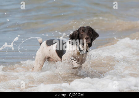 Ein English Springer Spaniel im Meer bei Hengistbury Head, Dorset, England, Vereinigtes Königreich. Stockfoto