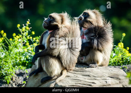 Ein paar von Gelada Paviane entspannen Sie sich bei heißem Wetter auf die neue Einheit von Gelada Felsen am wilden Ort Projekt in Bristol. Stockfoto