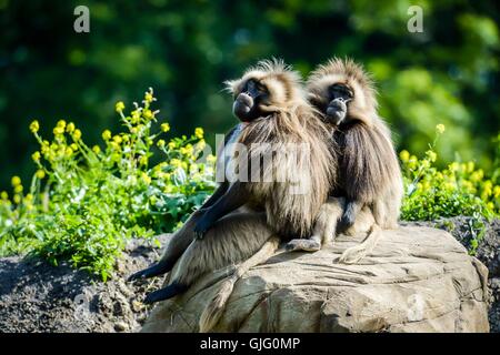 Ein paar von Gelada Paviane entspannen Sie sich bei heißem Wetter auf die neue Einheit von Gelada Felsen am wilden Ort Projekt in Bristol. Stockfoto